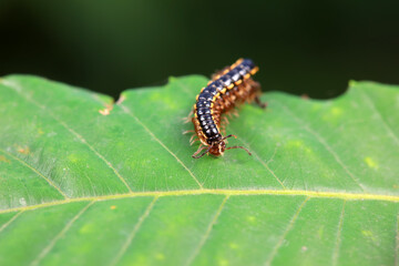 class diplopoda animal in the wild, North China