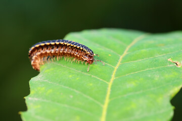 class diplopoda animal in the wild, North China