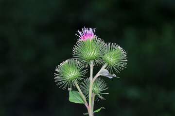 Wild burdock flower, a wild plant, North China