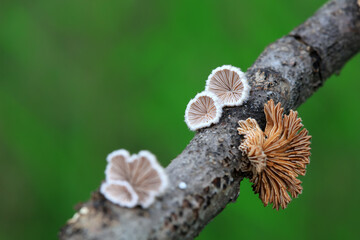 Cleft wrinkle fungus, a wild fungus, North China