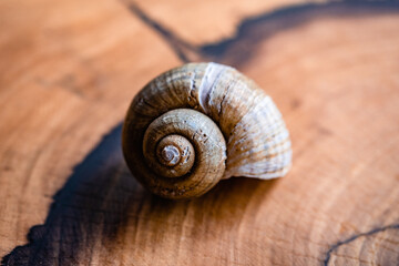 Empty spiral mollusc shell of land snail on a wood table