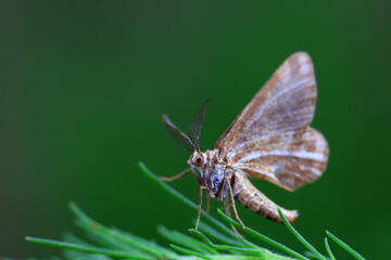 Lepidoptera insects in the wild, North China