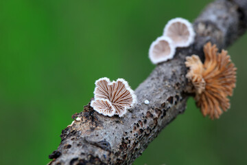 Cleft wrinkle fungus, a wild fungus, North China