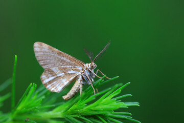 Lepidoptera insects in the wild, North China