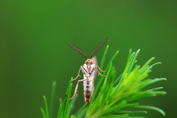 Lepidoptera insects in the wild, North China