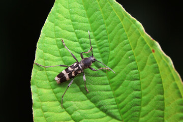 Longicorn on wild plants, North China