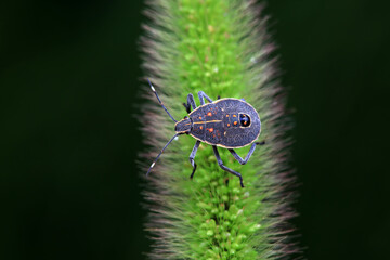 Hemiptera bugs in the wild, North China