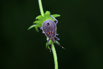 Hemiptera bugs in the wild, North China