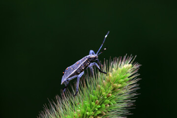 Hemiptera bugs in the wild, North China