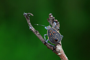 Hemiptera bugs in the wild, North China