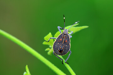Hemiptera bugs in the wild, North China