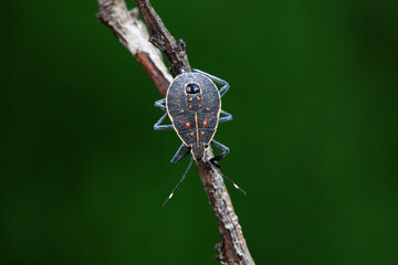Hemiptera bugs in the wild, North China