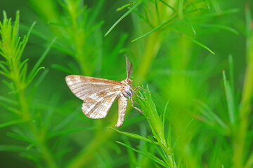 Lepidoptera insects in the wild, North China