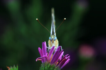 Lepidoptera insects in the wild, North China