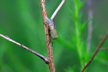 Gadfly on wild plants, North China