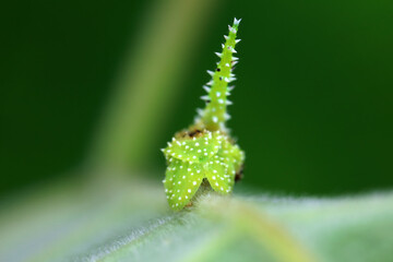 Lepidoptera larvae in the wild, North China