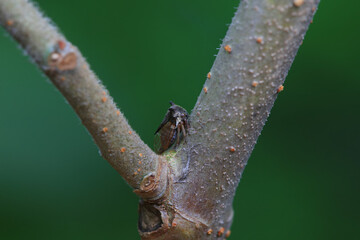 Leaf cicada on wild plants, North China