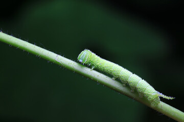 Lepidoptera larvae in the wild, North China