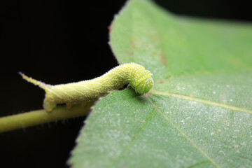 Lepidoptera larvae in the wild, North China