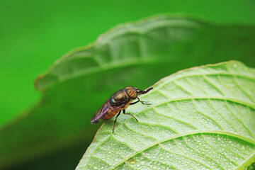 Flies on wild plants, North China