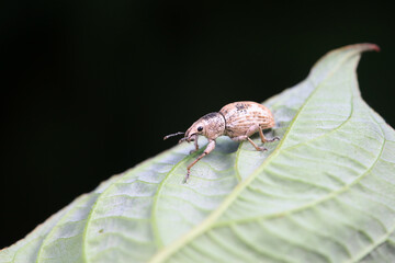 Weevil on wild plants, North China