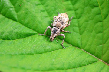 Weevil on wild plants, North China