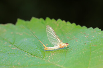 Mayfly, a very short-lived insect, North China