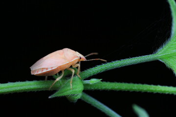 Hemiptera bugs in the wild, North China