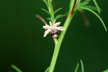 Hemiptera wax Cicadellidae insects on wild plants, North China