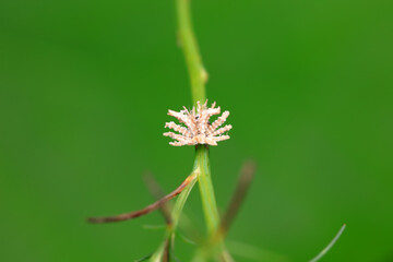 Hemiptera wax Cicadellidae insects on wild plants, North China