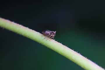 Leaf cicada on wild plants, North China