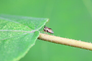 Leaf cicada on wild plants, North China