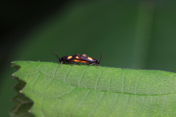 Lepidoptera insects in the wild, North China