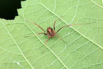 Spiders in the wild, North China