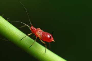 Aphids in the wild, North China