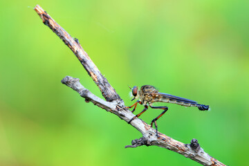 Insectivorous Gadfly in the wild, North China