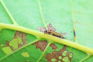 Lepidoptera larvae in the wild, North China