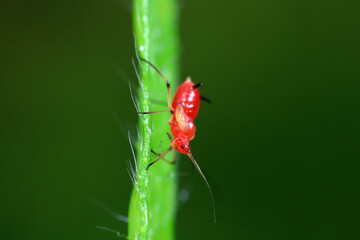 Aphids in the wild, North China