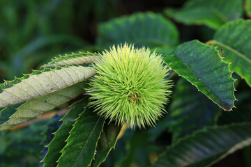 Chestnuts are on the branches, North China