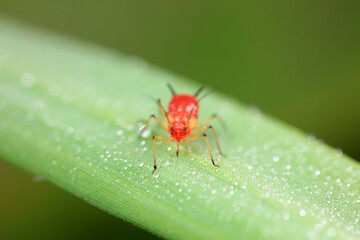 Aphids in the wild, North China