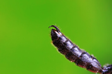 Bee insects in the wild, North China