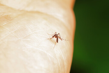 mosquito insect in the wild, North China