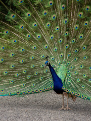 Obraz premium Close up of a peacock showing its colorful feathers, in the Luís Paulo Camacho Forest Reserve. Fazenda, Santa Cruz das Flores, Island of Flores.
