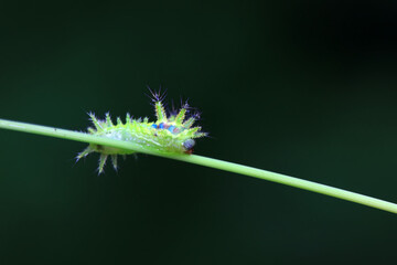Lepidoptera larvae in the wild, North China