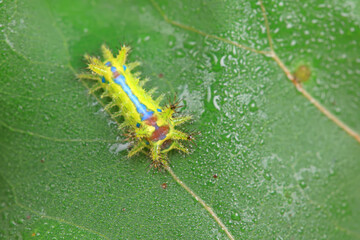 Lepidoptera larvae in the wild, North China