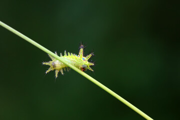 Lepidoptera larvae in the wild, North China