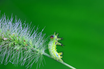 Lepidoptera larvae in the wild, North China
