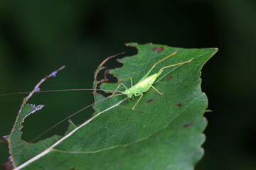 Katydid nymphs in the wild, North China