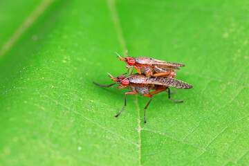 Flies on wild plants, North China
