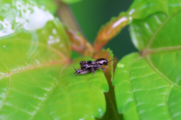 pygmy sand cricket in the wild, North China